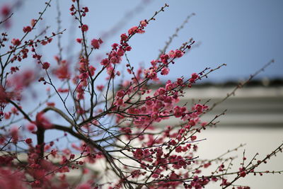 Low angle view of blooming tree