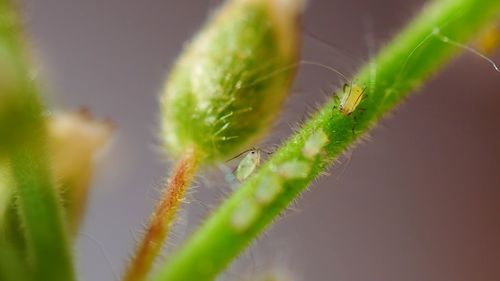 Macro of green plant 