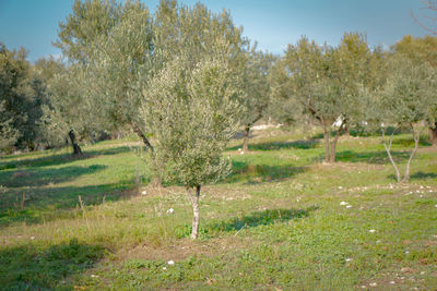 Trees on field against sky