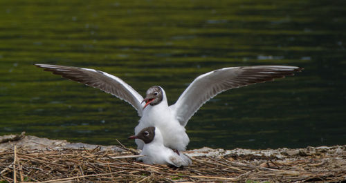 Seagull flying