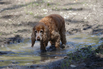 Portrait of dog drinking water in lake