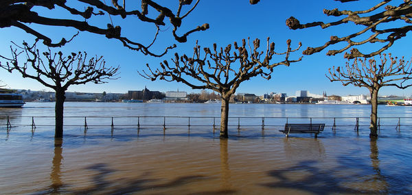 Bare tree by lake against sky