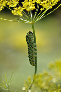 Caterpillar