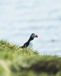 Close-up side view of a bird in lake