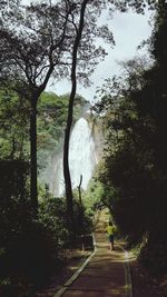 Woman standing by trees in forest against sky