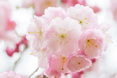 Close-up of pink cherry blossoms