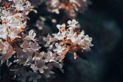 Close-up of cherry blossom