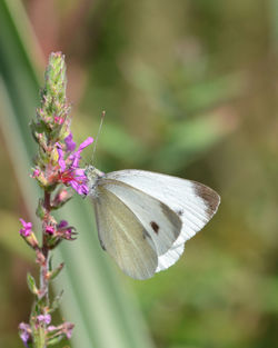 Close-up of butterfly pollinating on flower