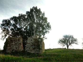 Low angle view of tree against sky