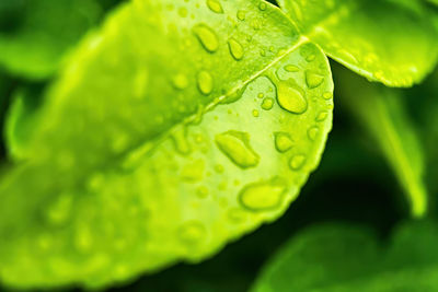 Close-up of raindrops on leaves