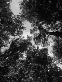 Low angle view of trees against sky