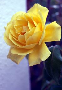 Close-up of yellow rose flower