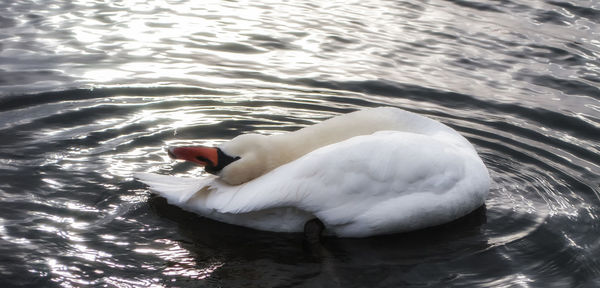 Swan swimming in lake