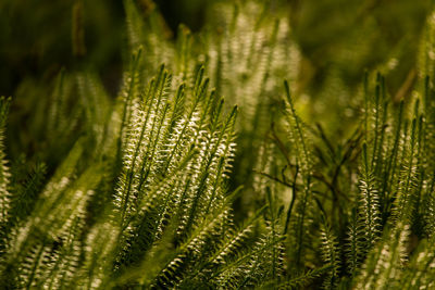 Close-up of fern leaves