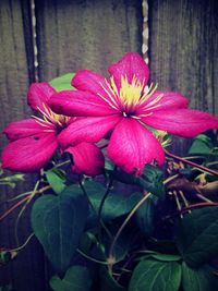 Close-up of pink flower