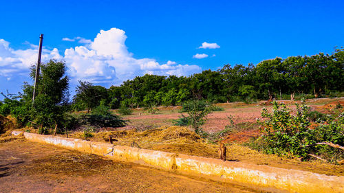 Trees on field against blue sky