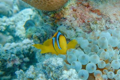 View of fish swimming in sea