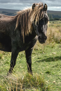 View of a horse on field