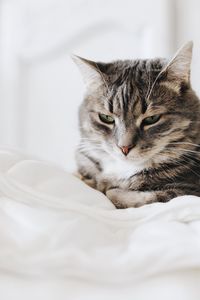 Cat resting on bed with face in the right side of the photo looking harmonious 