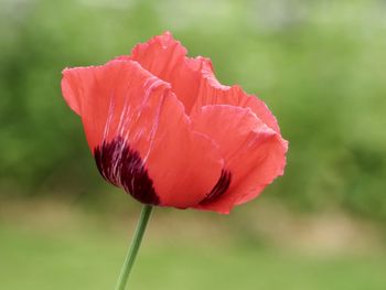 Close-up of red poppy tulip