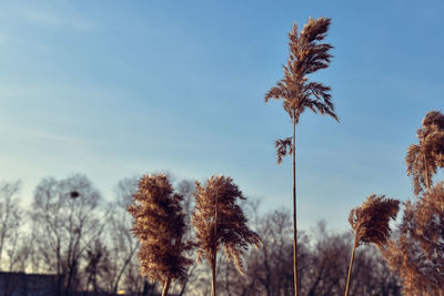 Low angle view of trees against sky