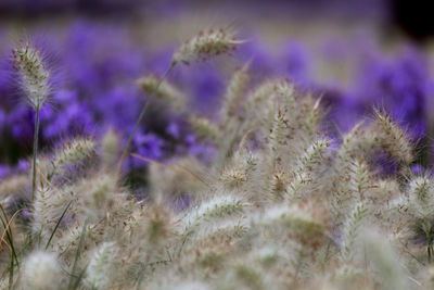 Close-up of purple flowering plants on field