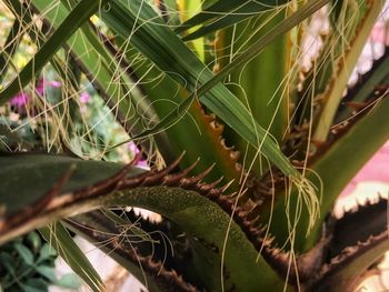 Close-up of fresh green plant
