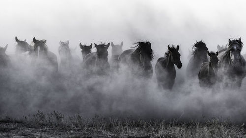 Horses running on grassy field during foggy weather