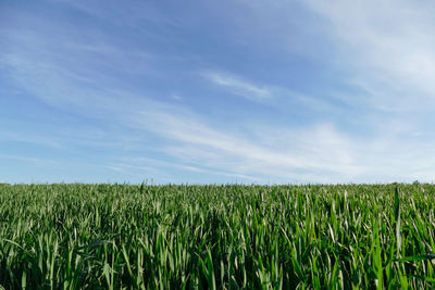 Crops growing on field against sky