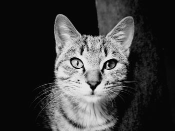 Close-up portrait of cat