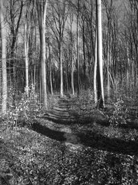 Trees in forest against sky