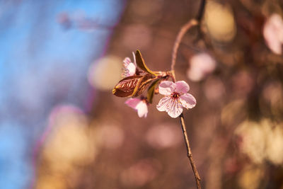 Close-up of pink cherry blossoms