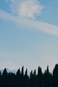 Low angle view of silhouette trees against sky