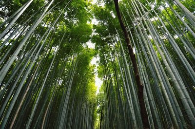 Low angle view of trees in forest