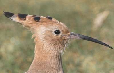 Close-up portrait of the hoopoe
