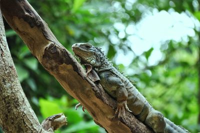 Close-up of lizard on tree trunk