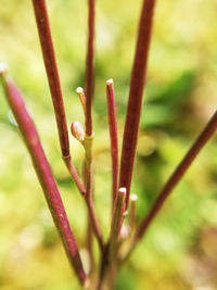 Close-up of plant