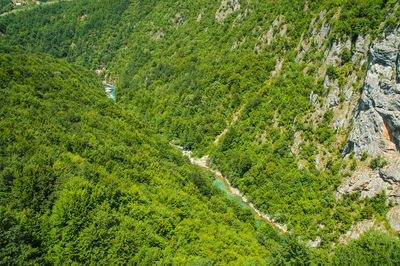 High angle view of trees on land