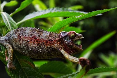 Close-up of a lizard on plant