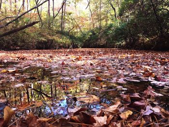 Autumn leaves floating on water in forest