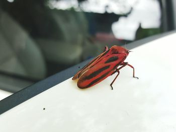 Close-up of insect