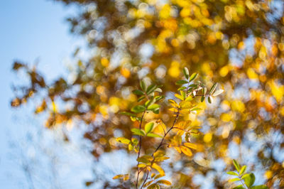 Low angle view of flowering plants against sky