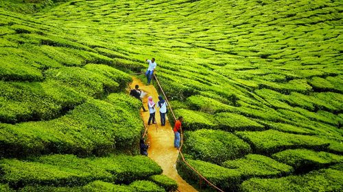 High angle view of rice paddy on field