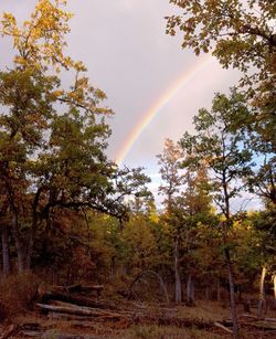 Rainbow over trees