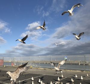 Seagulls flying in the sky