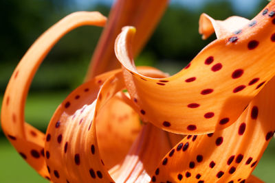 Close-up of tiger lily