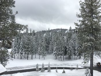 Snow covered trees against sky