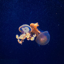 Jellyfish swimming in sea