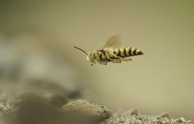 Close-up of honey bee flying over rocks