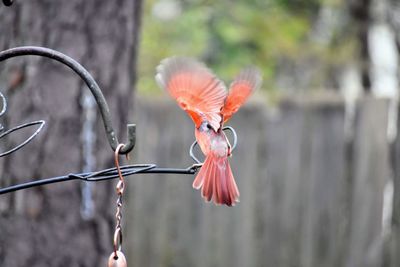 Red cardinal bird landing on bird feeder.